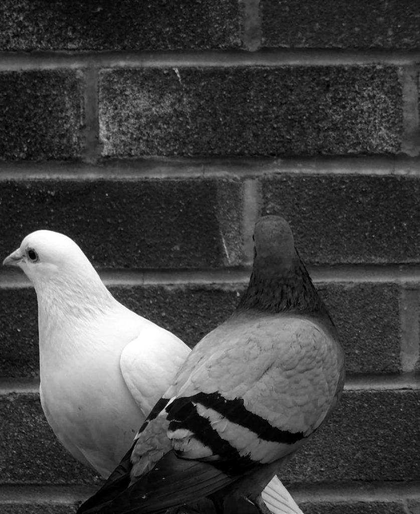 2 pigeons together meaning