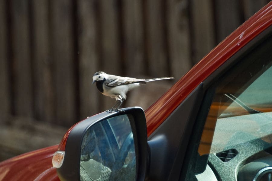 A bird lands on your car s rear view mirror