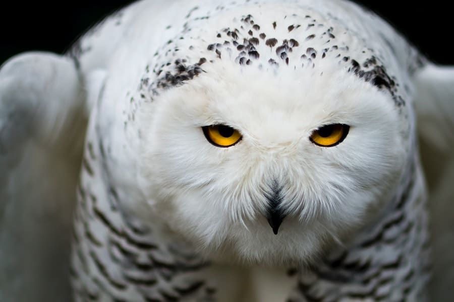 Hearing An Owl Hoot 3 Times Spiritual Meaning (9 Messages)