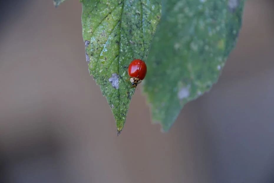 Ladybug With No Spots on Leaf