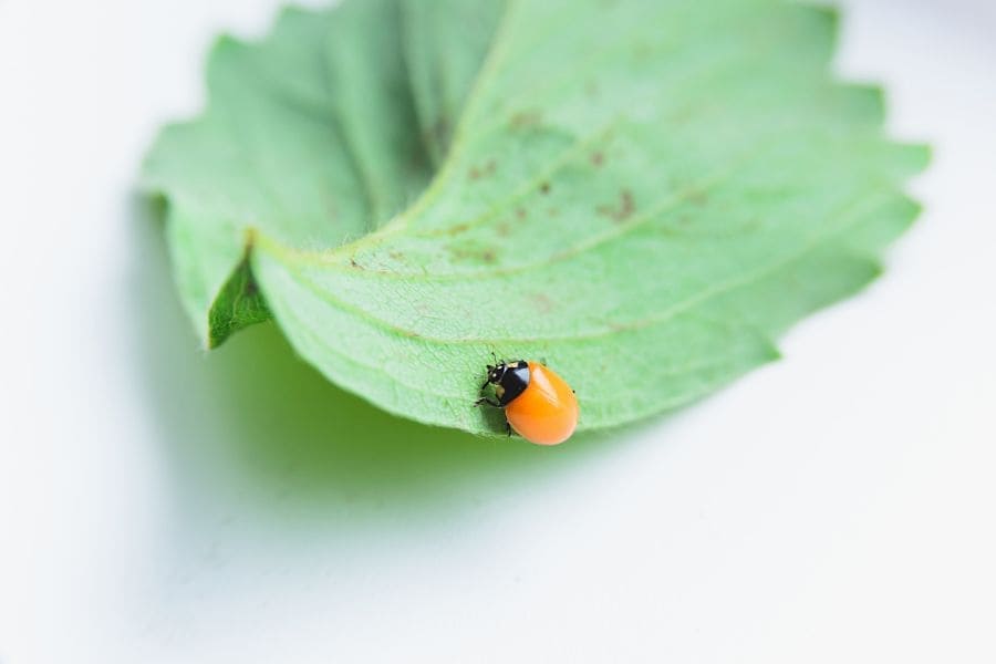 Ladybug spiritual meaning without dots