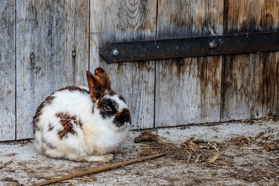 Rabbit crossing my path