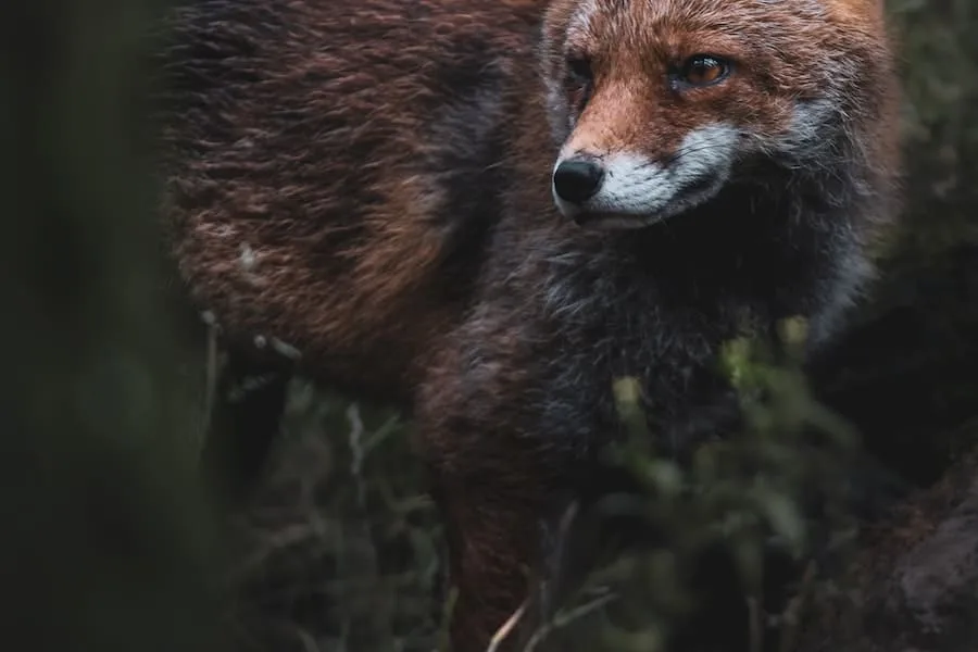 seeing-a-fox-at-night-meaning-11-spiritual-messages