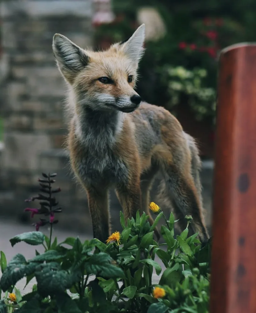 Seeing a fox at night