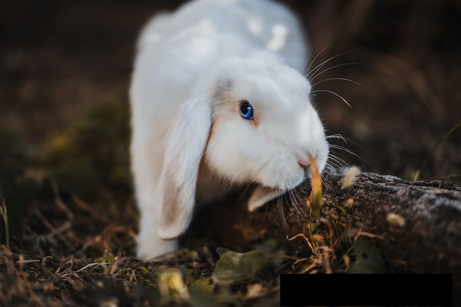 what-does-it-mean-when-a-rabbit-crosses-your-path-from-left-to-right