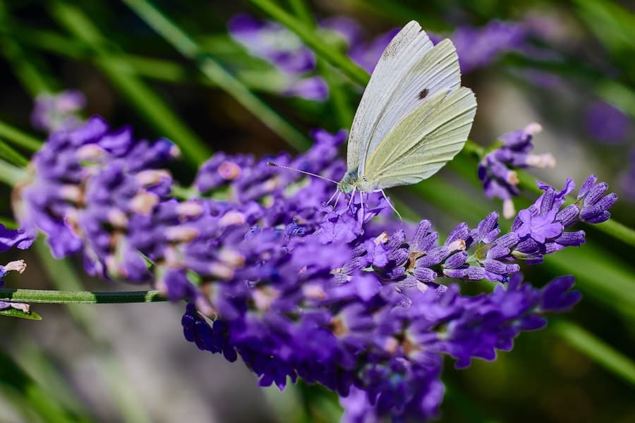 What does it mean when you see a white butterfly?