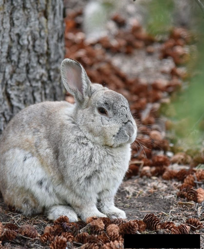 brown rabbit behind the tree