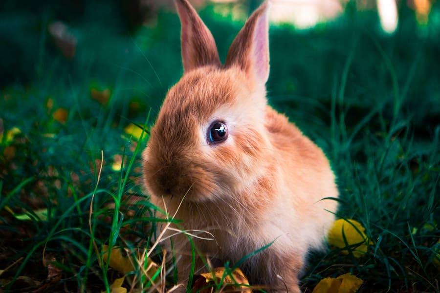 brown rabbit eating