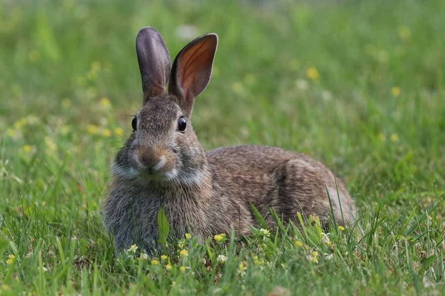 brown rabbit meaning