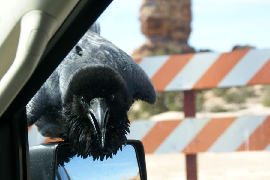 crow sitting on a car mirror