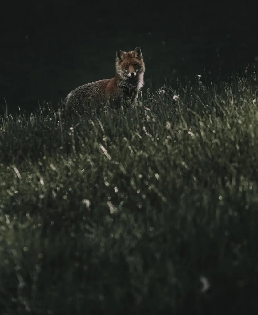 fox looking at me at night