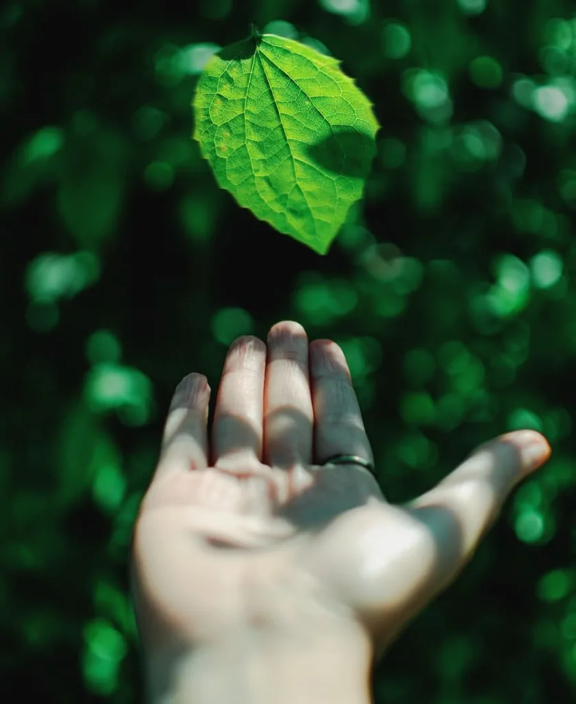 leaf falling in hand