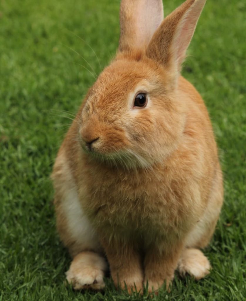 meaning of seeing a brown rabbit