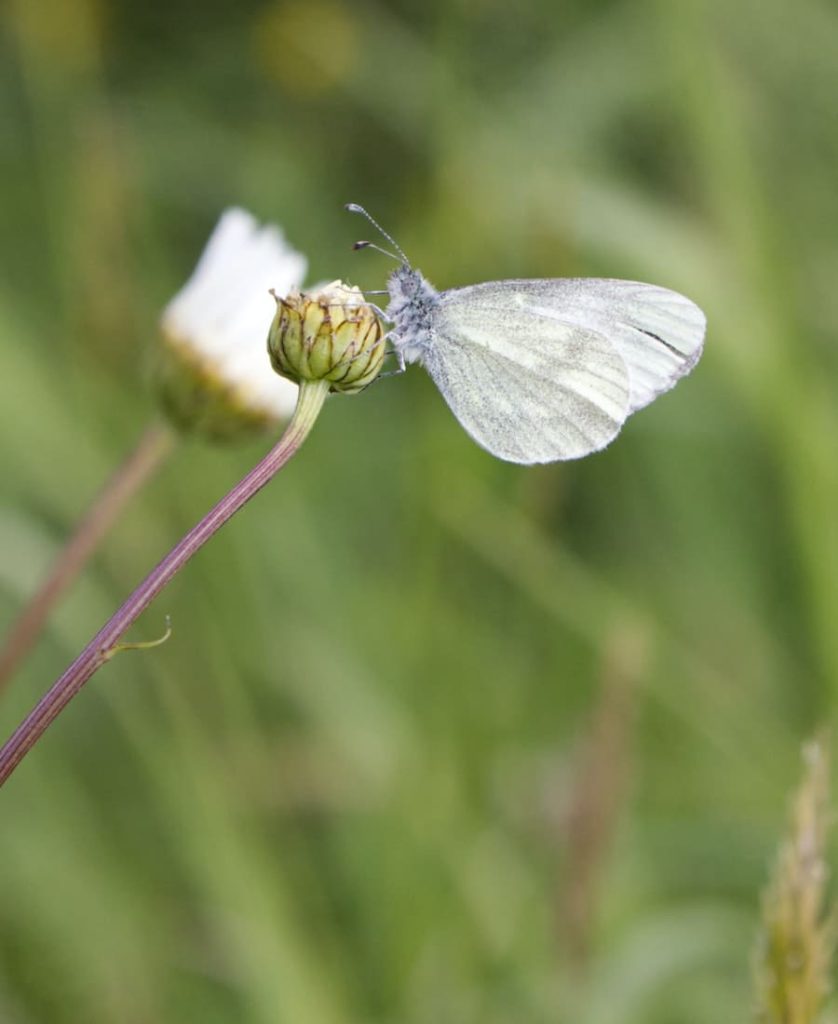 meaning of seeing a white butterfly