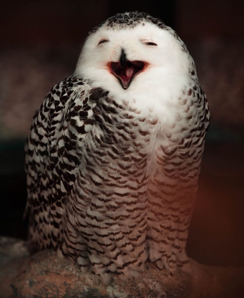 owl singing 3 times