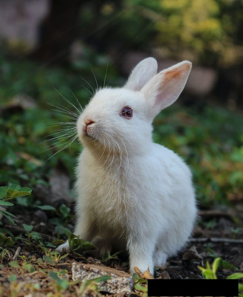 What Does It Mean When A Rabbit Crosses Your Path