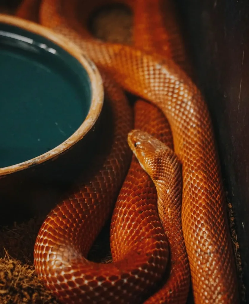 11 Spiritual meanings of snake in house