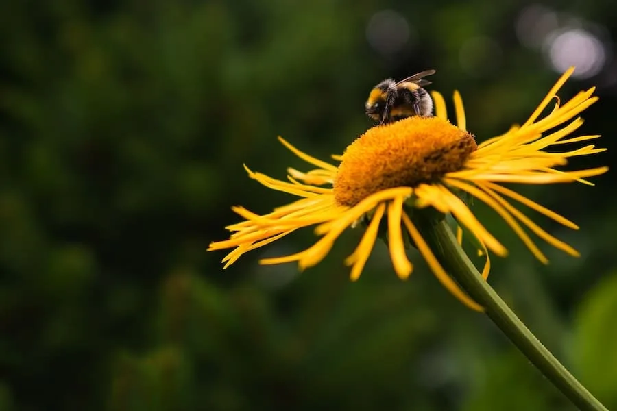  Spiritual Meaning Of Bumblebee