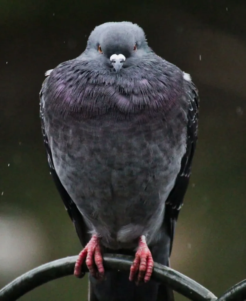 Spiritual Meaning of Gray Pigeon