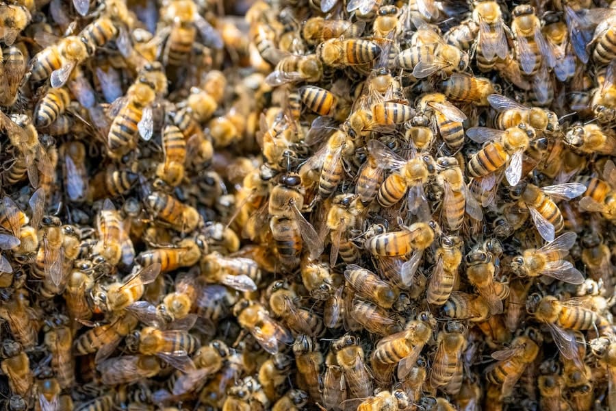 Spiritual meaning of the swarm of bees