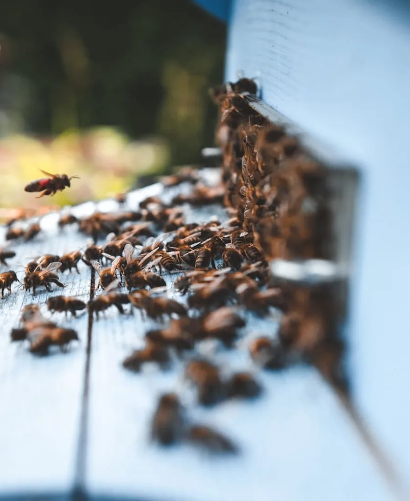 Swarm Of Bees Spiritual Meaning