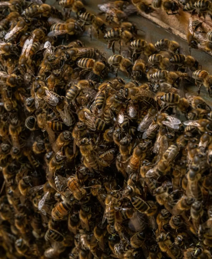 Swarm and very large bees