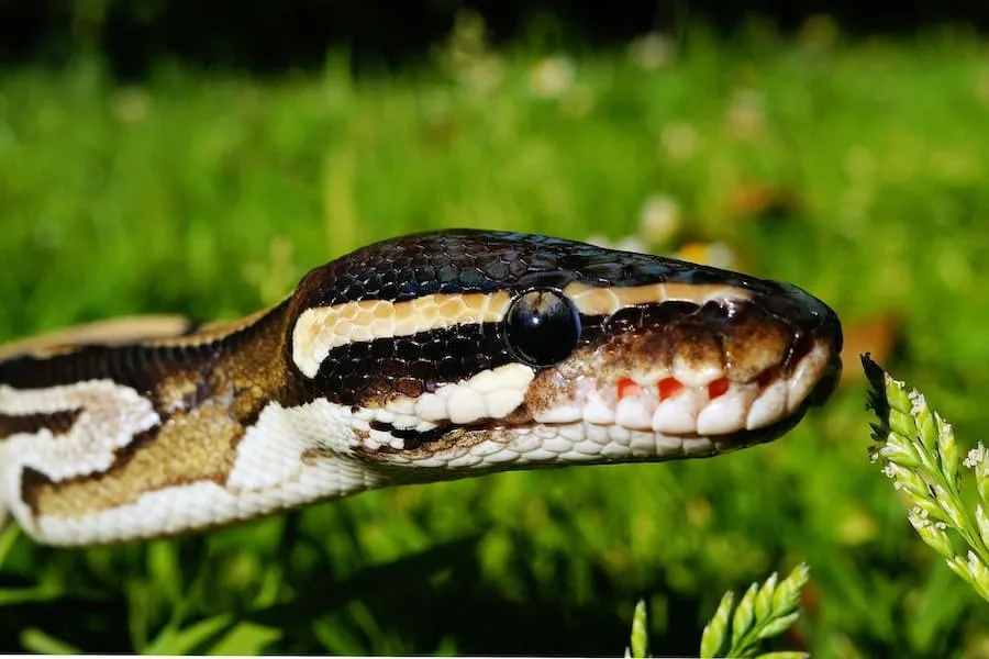 What Does It Mean Spiritually When You Find A Snake In Your House? 