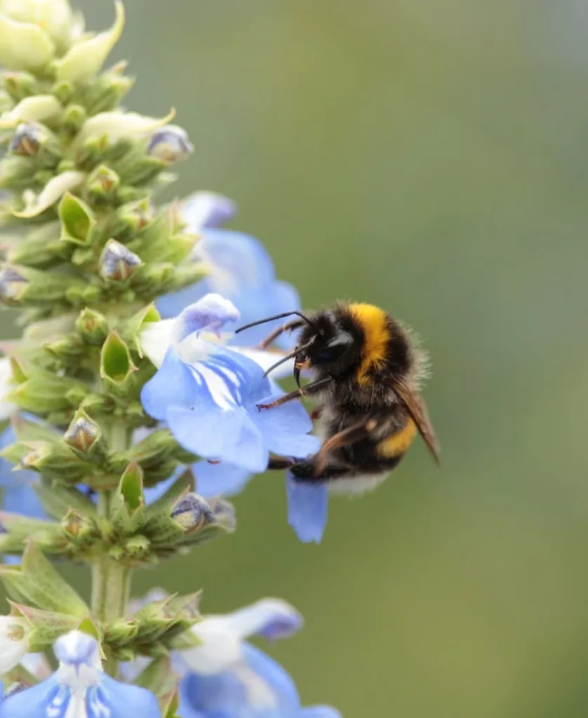 What do Bumblebees mean Spiritually