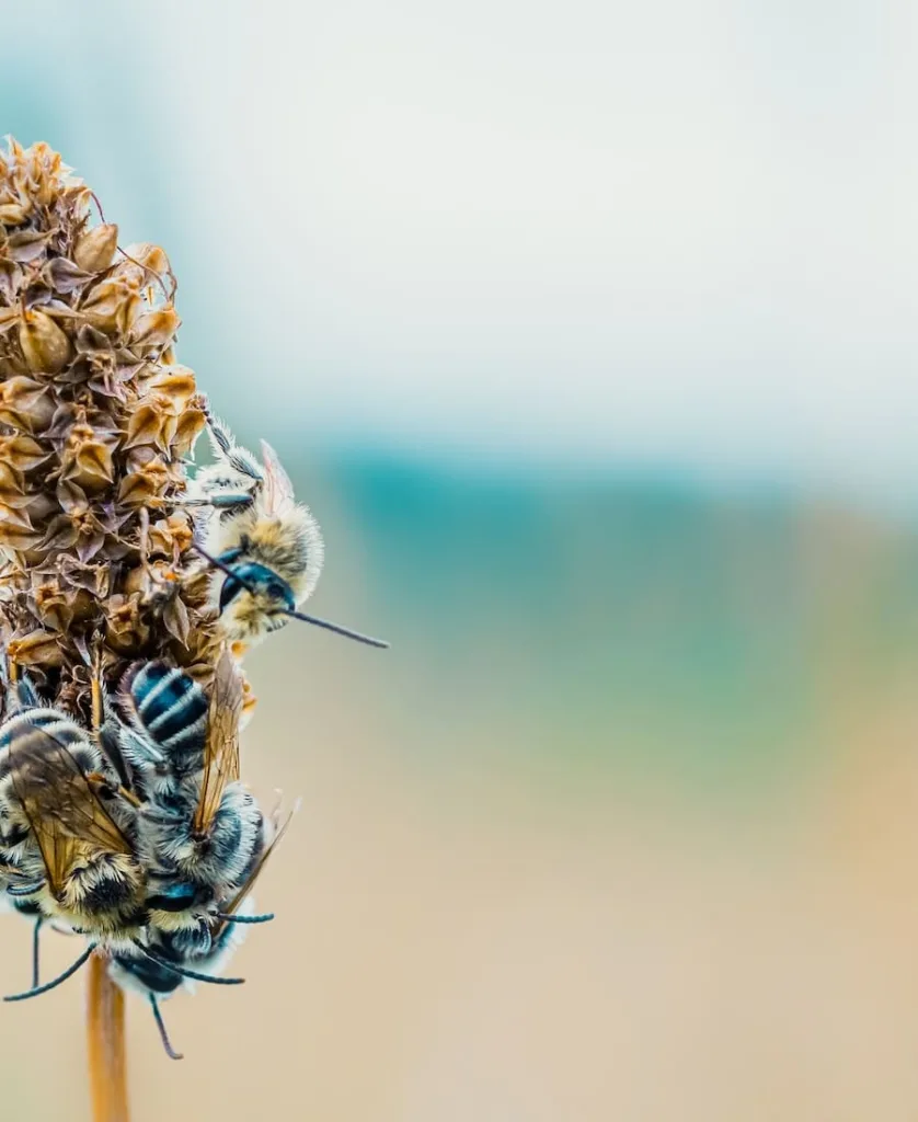 many bees landing on a flower