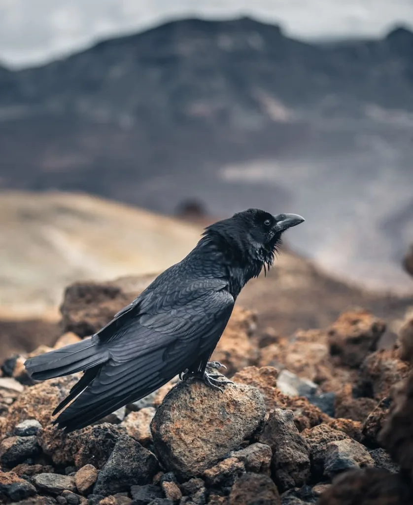 single black crow