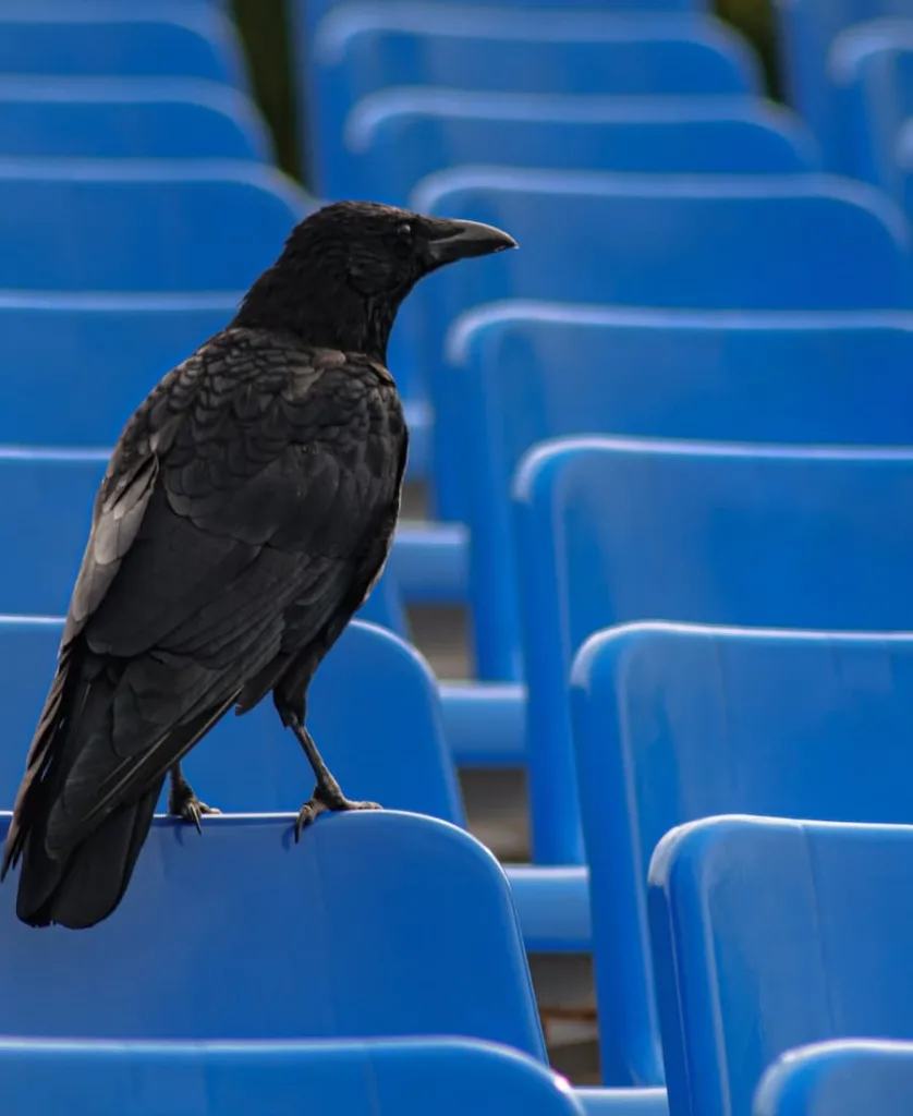 single black crow