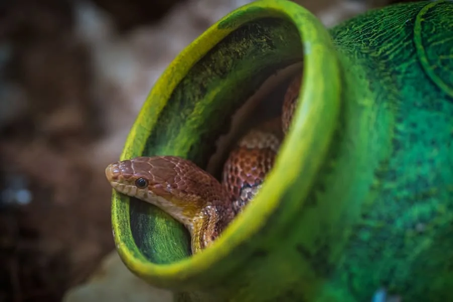 snake inside a flower pot