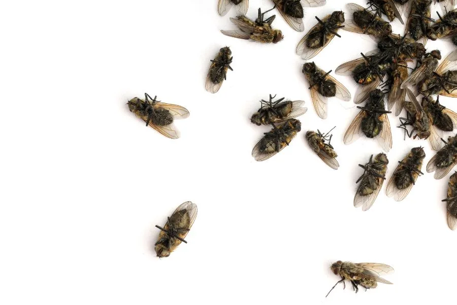 7 spiritual meanings of dead flies in house 