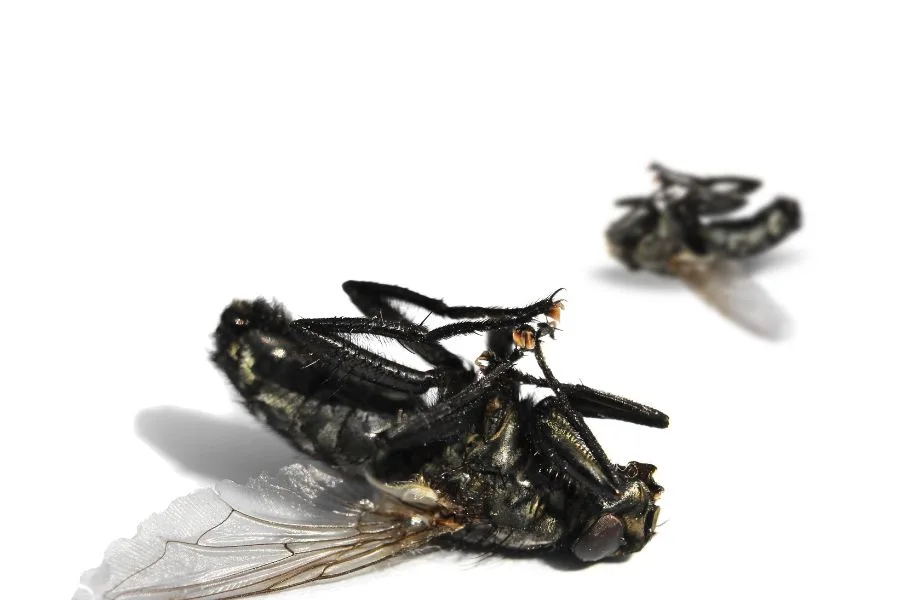 Dead Flies In House Spiritual Meaning