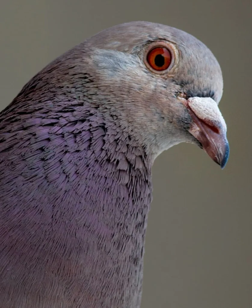 7 spiritual meaning of pigeon coming into house