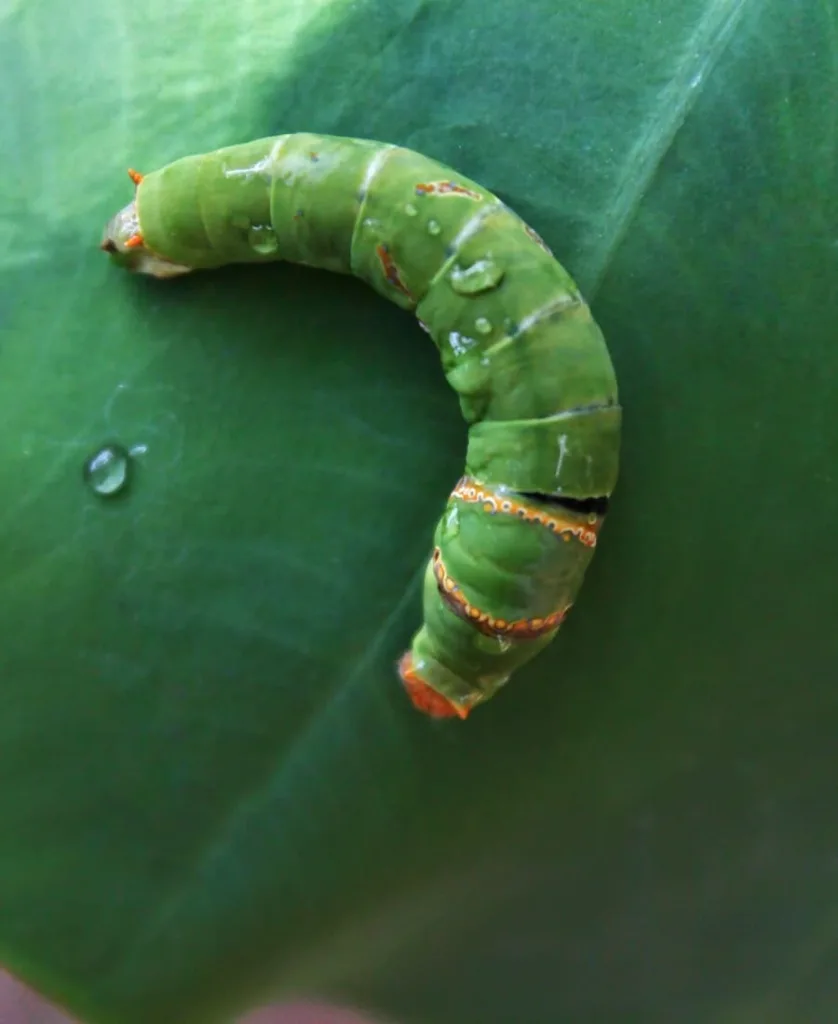 7 spiritual meaning of seeing a caterpillar