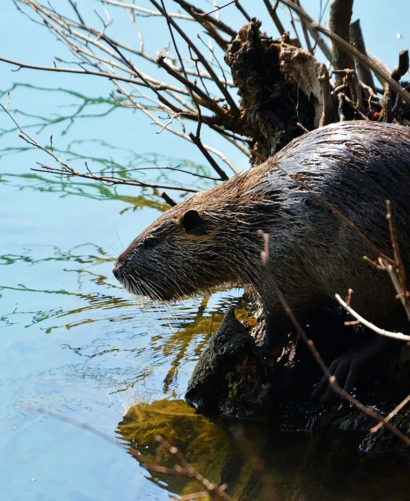 9 spiritual meanings of seeing a beaver