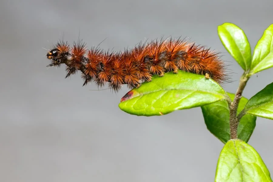 Hairy caterpillar meaning