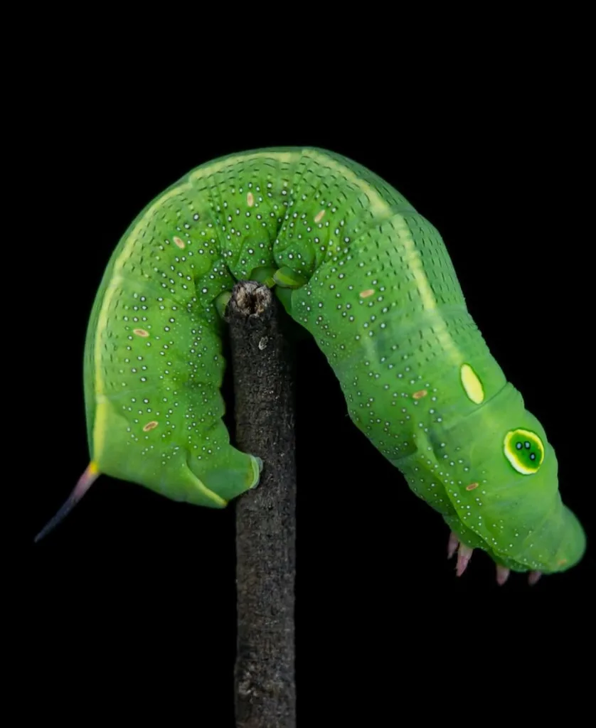 Symbolism of a caterpillar