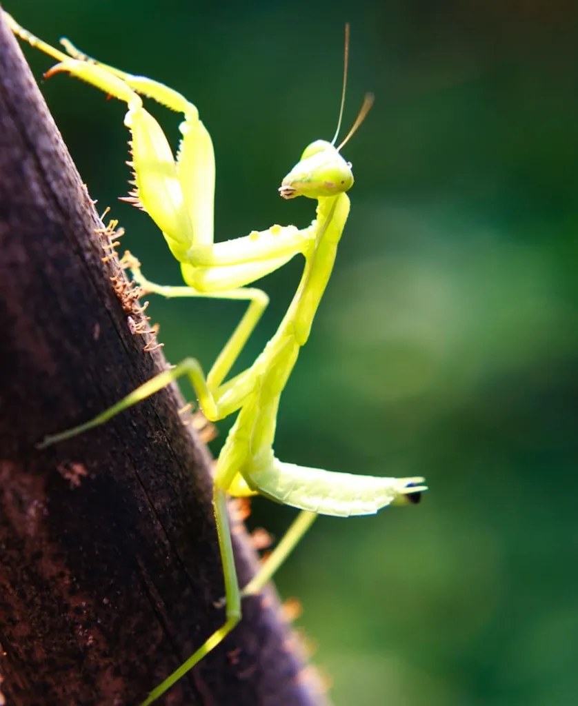 What Does it Mean When a Praying Mantis Lands On You spiritual meaning