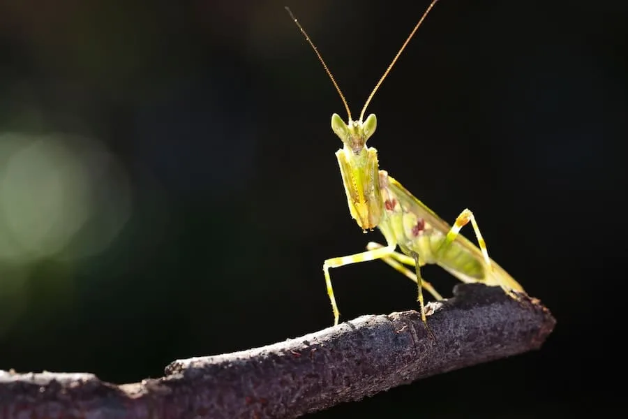 What Does it Mean When a Praying Mantis Lands on You?