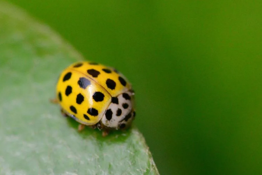 Yellow Ladybug Meaning