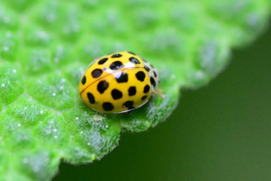 11 spiritual meanings of yellow ladybug