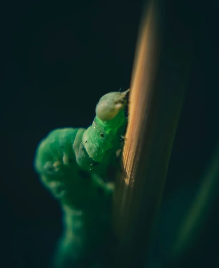 caterpillar close up