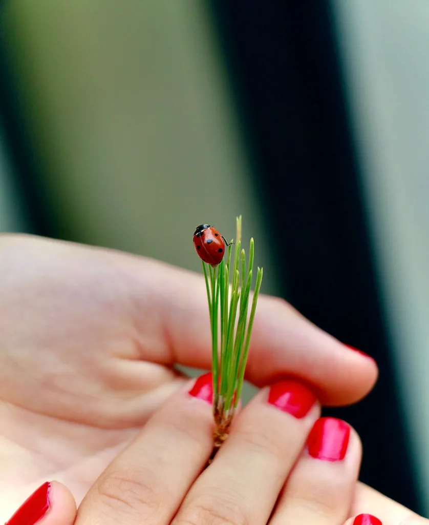 ladybug landing on a woman's hand