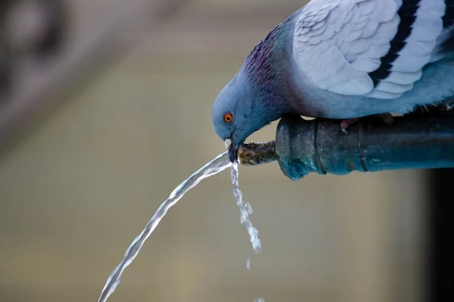 pigeon drinking water meaning