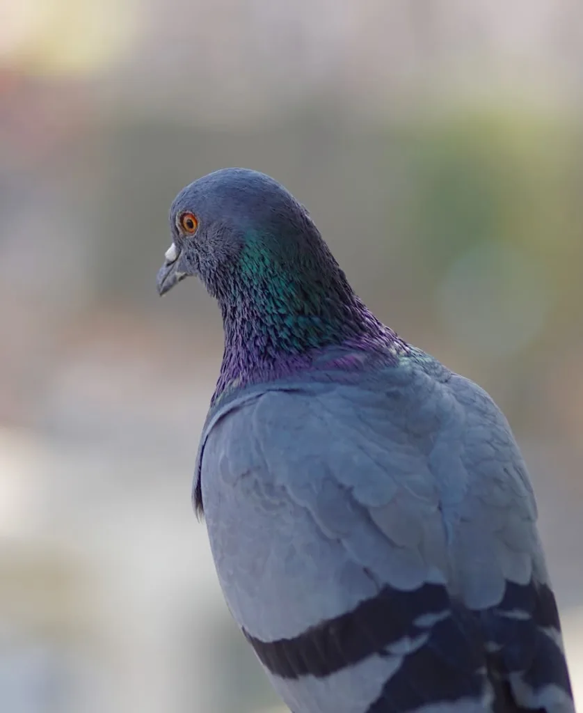 pigeon entering my house