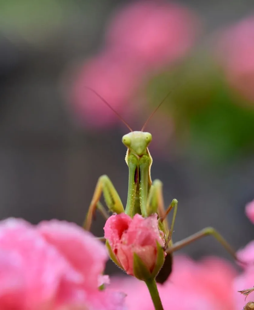 praying mantis on top of a flower