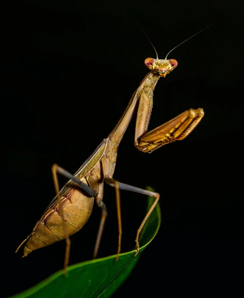 praying mantis on top of a leaf