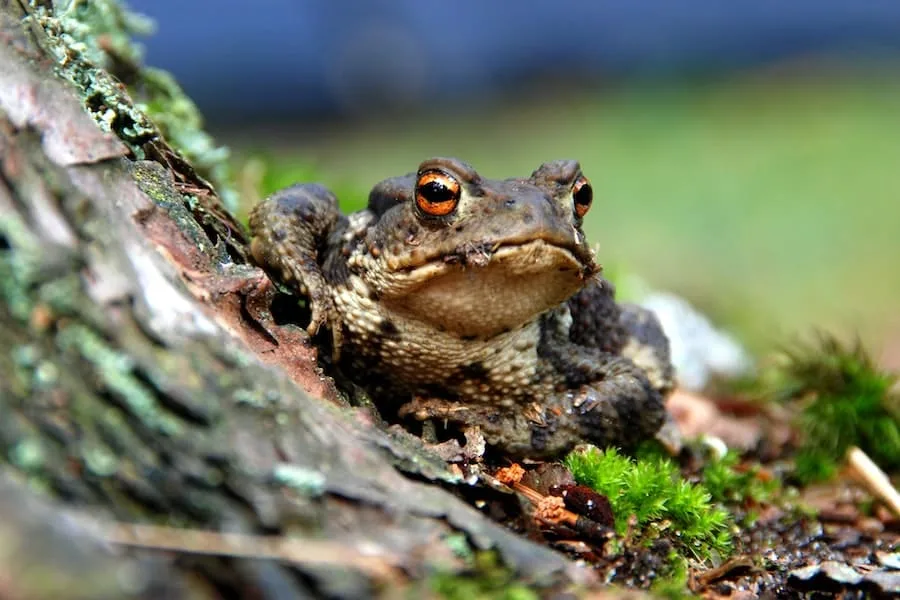 toad visit my house